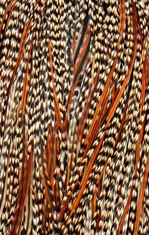 Metz Grade 2 Barred Cock Saddle Feather for Dry Flies