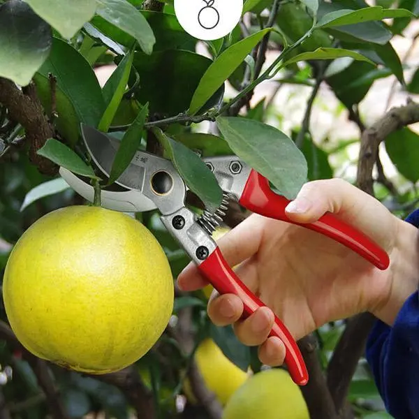 Precision Fruit Tree Pruning Shears – Bypass Design